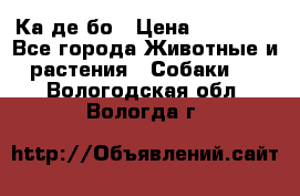 Ка де бо › Цена ­ 25 000 - Все города Животные и растения » Собаки   . Вологодская обл.,Вологда г.